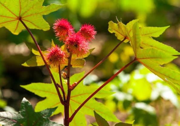 पेट और स्किन के लिए वरदान है ये प्राकृतिक तेल, करें इस्तेमाल और पायें हर समस्या से निजात
