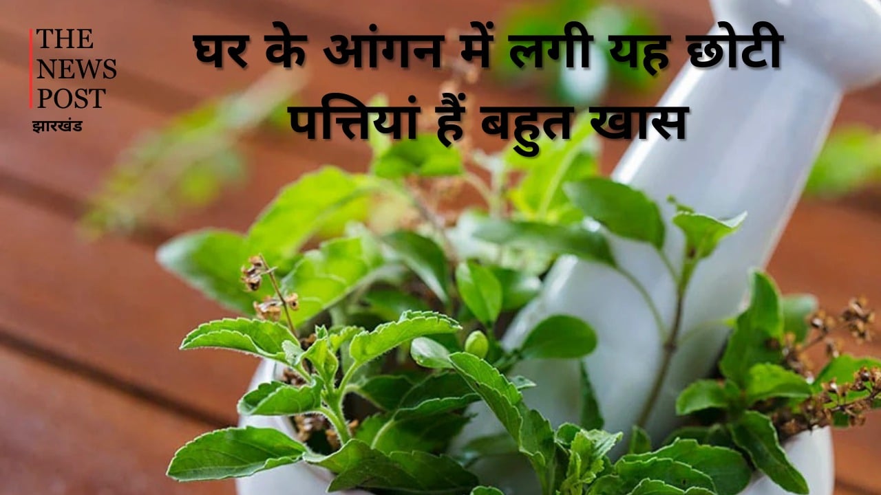 घर के आंगन में लगी यह छोटी पत्तियां हैं बहुत खास, आयुर्वेद मानता है संजीवनी, डायबिटीज वालों के लिए भी रामबाण