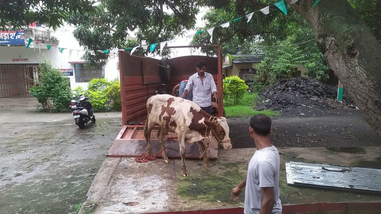 पशु तस्करी के खिलाफ दुमका पुलिस की बड़ी का कार्रवाई, शिकारीपाड़ा में पशु लोड ट्रक के साथ तीन को किया गिरफ्तार