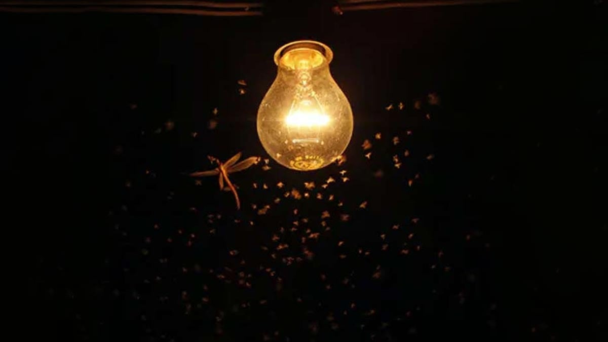 शाम होते ही आपके घर में भी आने लगते है कीड़े, तो ऐसे करें उनका सफाया