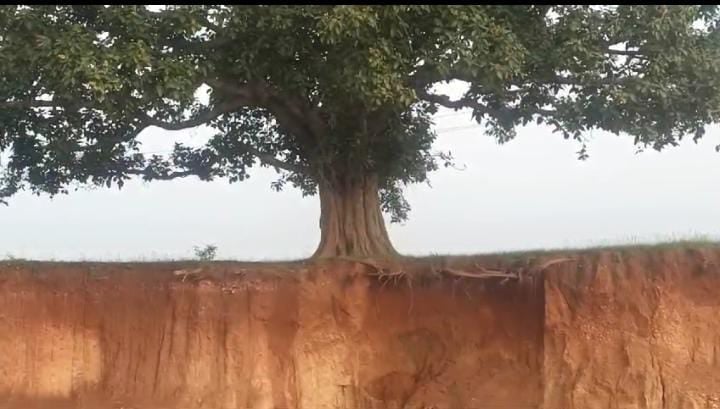 गुमला:धड़ल्ले से हो रहे मिट्टी के उठाव की वजह से खतरे में पड़ा पेड़ों का अस्तित्व, बिजली के खंभों के गिरने के बढे़ चांसेस