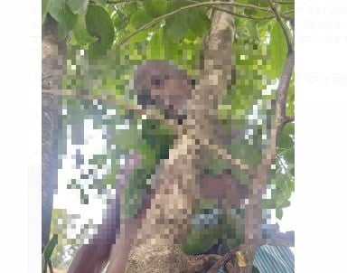 Breaking : गिरिडीह के पिपराडीह गांव में पेड़ से लटका  मिला अधेड़ व्यक्ति का शव, इलाके में सनसनी