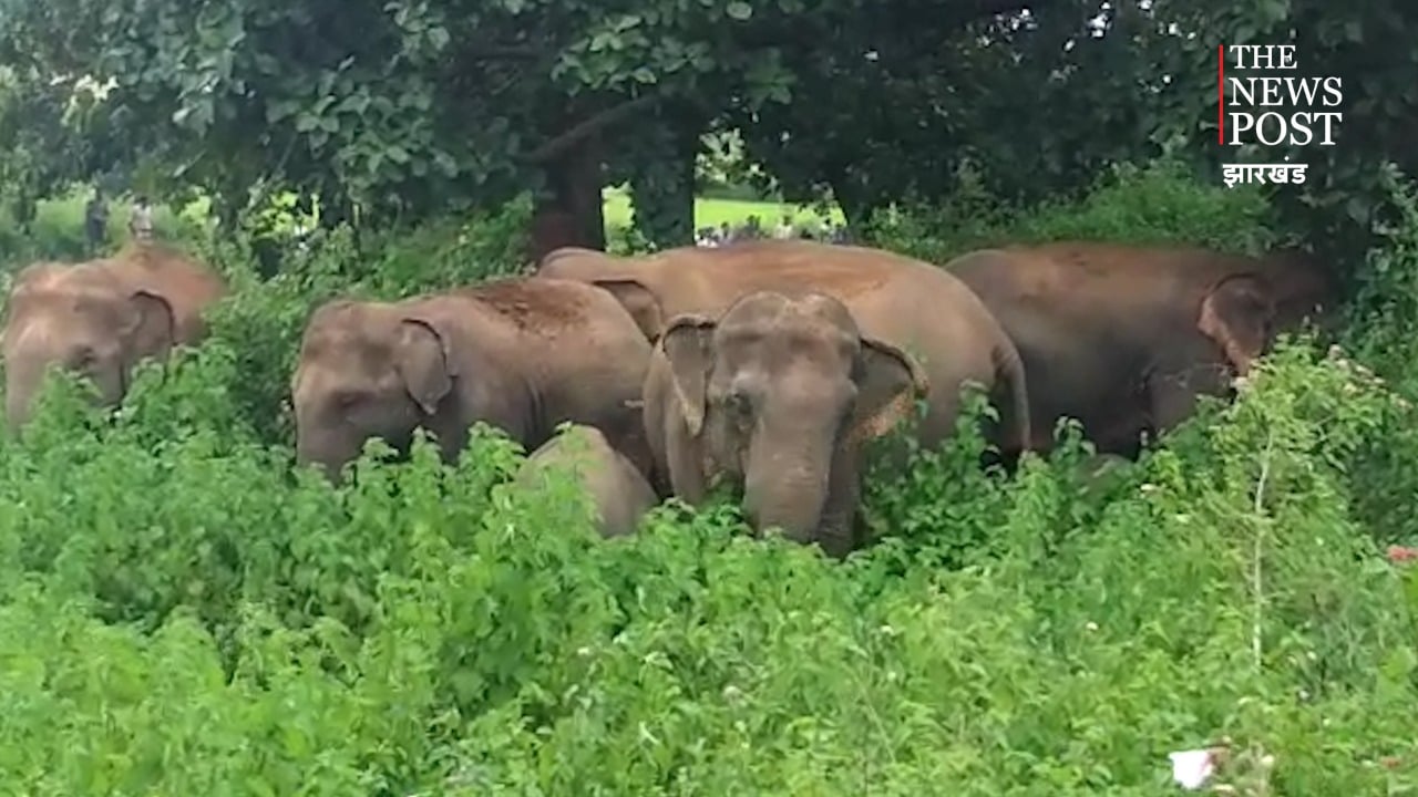 जंगलों की कटाई के कारण जंगली हाथी कर रहे शहरों की ओर पलायन, लोगों को हो रहा जान माल का नुकसान