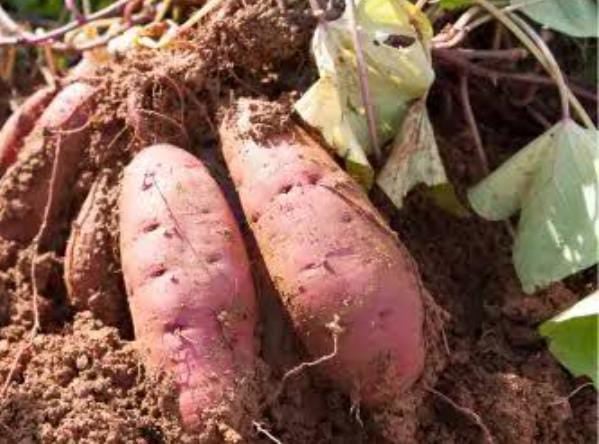 कई बीमारियों के खतरे को कम करता सर्दियों में मिलनेवाला शकरकंद, फायदे जानने के बाद आप भी हर रोज करेंगे सेवन