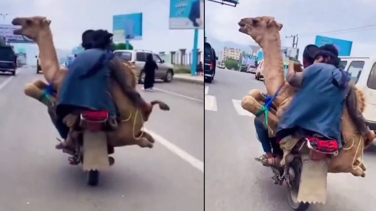 ऊंट का ‘बाइक राइडर’ अवतार, जब रेगिस्तान छोड़ ऊंट ने की बाइक की सवारी, दंग रह गए लोग, देखिए वायरल वीडियो