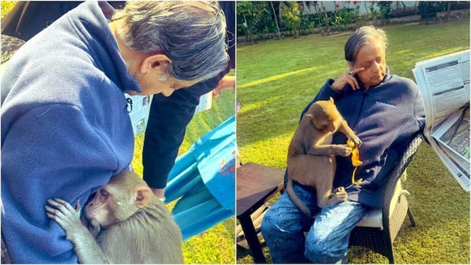 जब कांग्रेस सांसद की गोद में आकर सीने से चिपक गया बंदर, तो तस्वीर शेयर कर कही ये बात, अब सोशल मीडिया पर खूब हो रहा वायरल