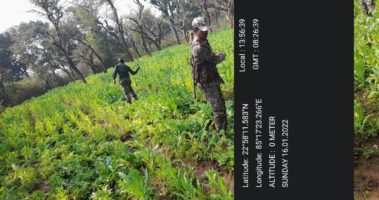 खूंटी में बड़े पैमाने पर अफीम की खेती , एसपी के निर्देश पर मुरहू पुलिस ने नष्ट किया अवैध फसल