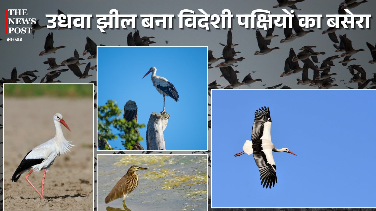 कश्मीर के डल झील से कम नहीं है झारंखड का उधवा झील, यहां के प्राकृतिक वादियां बनी विदेशी पक्षियों का बसेरा, नए साल पर जरूर करें विजिट