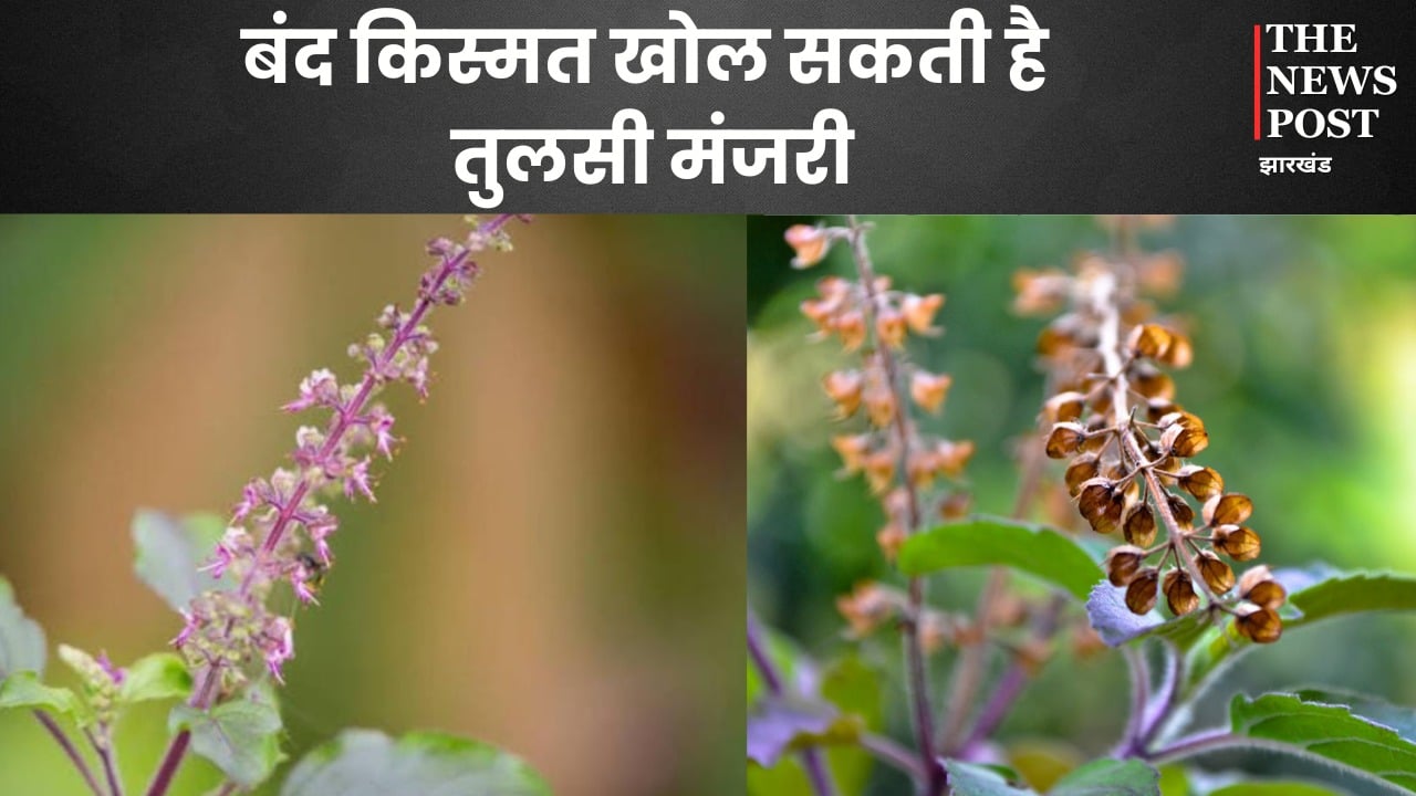 आंगन में लगे तुलसी के पौधे में दिखे मंजरी, तो फिर खुलने वाली है आपकी लॉटरी, बस करें ये तीन काम