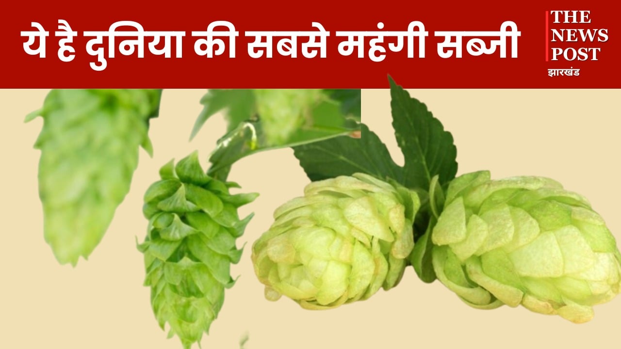 World Most Expensive Vegetable: ये है दुनिया की सबसे महंगी सब्जी, खरीदने में बिक सकता है घर, पढ़ें इसकी खासियत