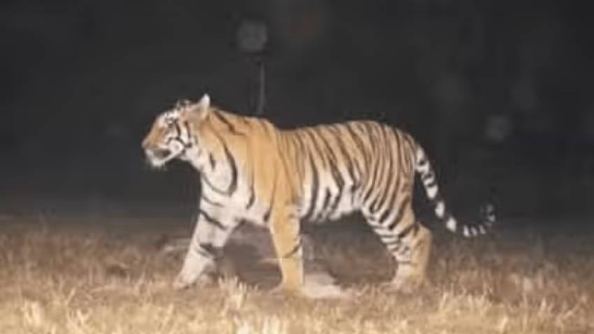 फिर से बाघ की दहशत! प्रशासन ने किया अलर्ट,जंगल में सुनाई दे रही दहाड़, डर के साए में ग्रामीण