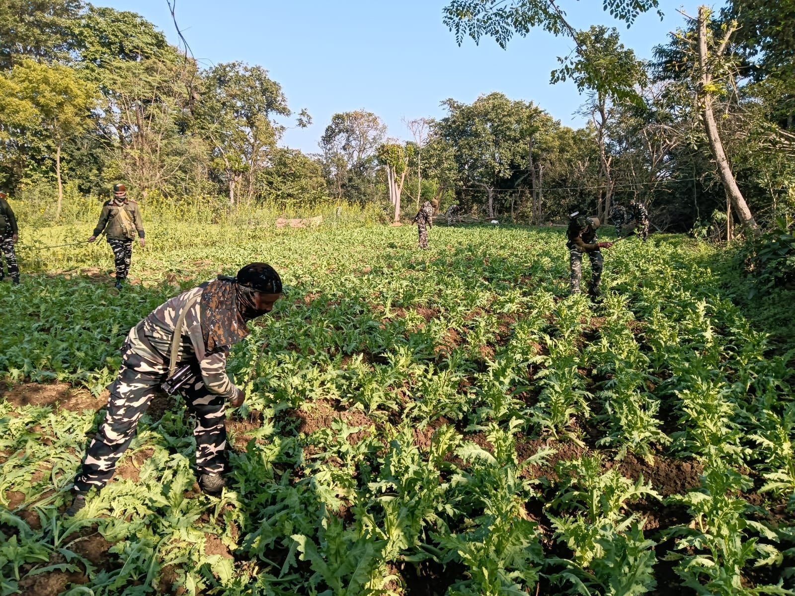 तमाड़ पुलिस और 26 वीं वाहिनी सशस्त्र सीमा बल ने 5 एकड़ पर लगी अफीम को किया नष्ट