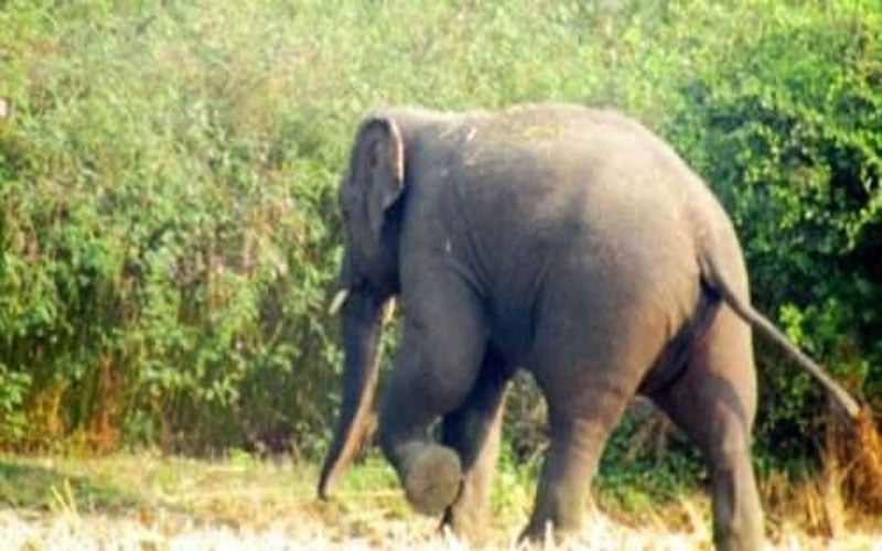 आधी रात को रांची के इस गांव में जंगली हाथियों ने मचाया आतंक, एक की मौत