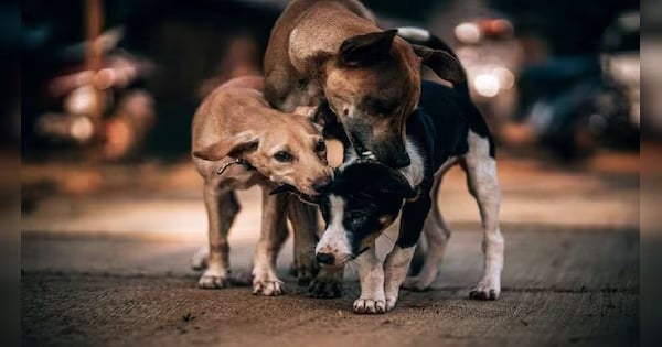 मां-मैंने क्या बिगाड़ा था...नवजात को खेत में छोड़ा, कुत्तों ने नोंच कर ले ली जान