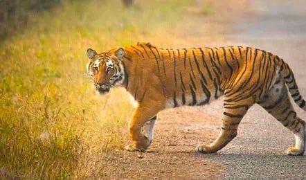 घाटशिला के इलाकों में चहलकदमी कर रहा बंगाल टाइगर, दहशत में ग्रामीण, वन विभाग ने लोगों से की घर में रहने की अपील
