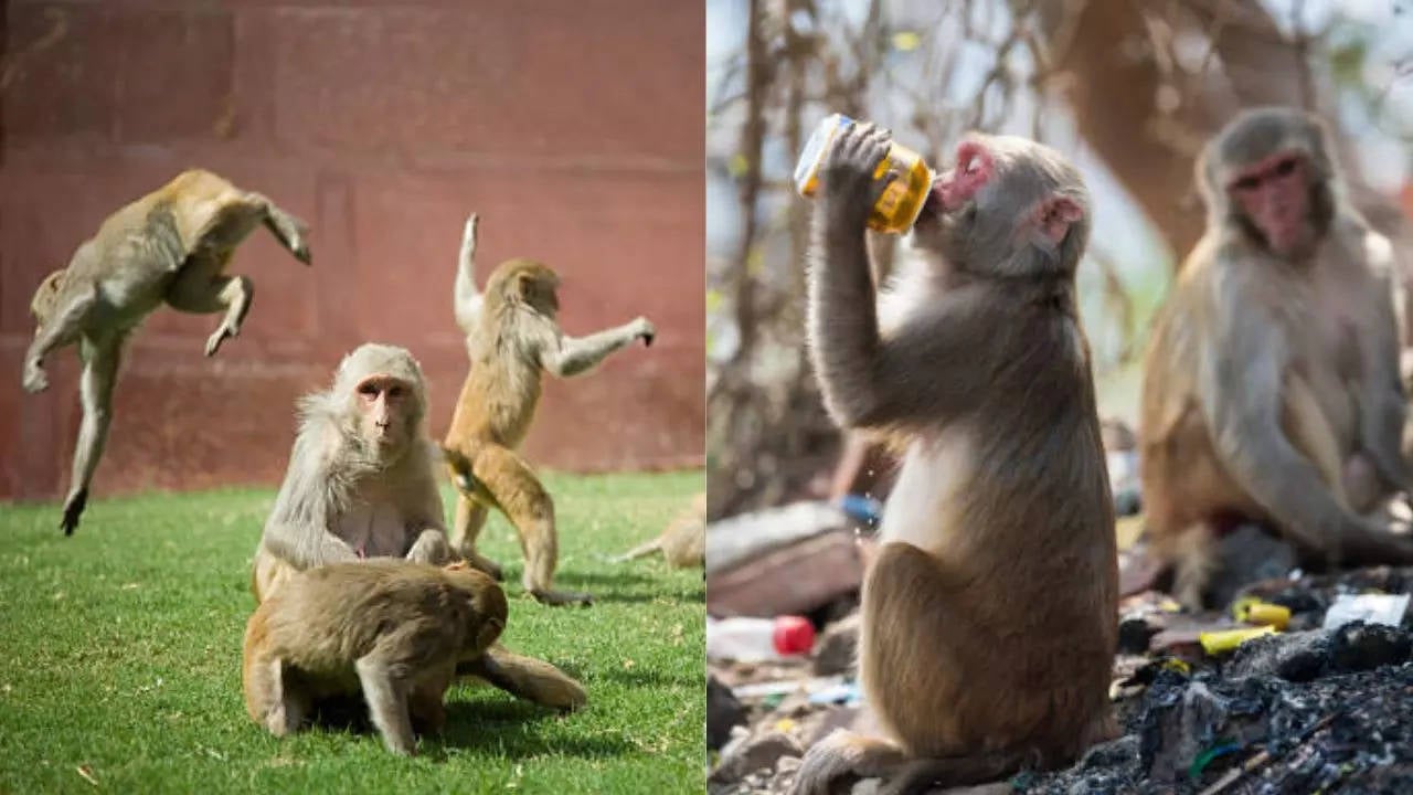 छत पर पढ़ रही छात्रा को बंदर ने ऐसा धकेला कि मौत के मुंह में चली गई, जानिए दर्दनाक कहानी