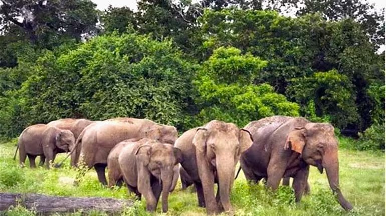 हजारीबाग में गजराज ने मचाया आतंक, पत्नी के सामने ही पति को पटक कर मार डाला, जानें क्या है पूरी घटना