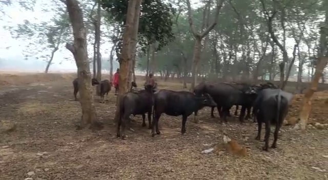 रात भर सोते नहीं धनबाद के टुंडी के लोग, हर आवाज पर चौंक कर उठते हैं ग्रामीण