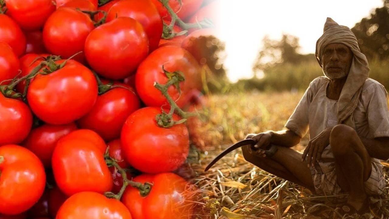आखिर क्यों किसानों को नहीं मिल रहे टमाटर के लागत के भी पैसे, खेतों में ही सड़ने के लिए छोड़ने को हुए मजबूर
