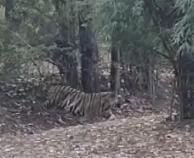 घाटशिला: दलमा वन  क्षेत्र में घूम रहा है पलामू टाइगर रिजर्व का बाघ, पंजा का निशान मिलने से ग्रामीणों में आतंक