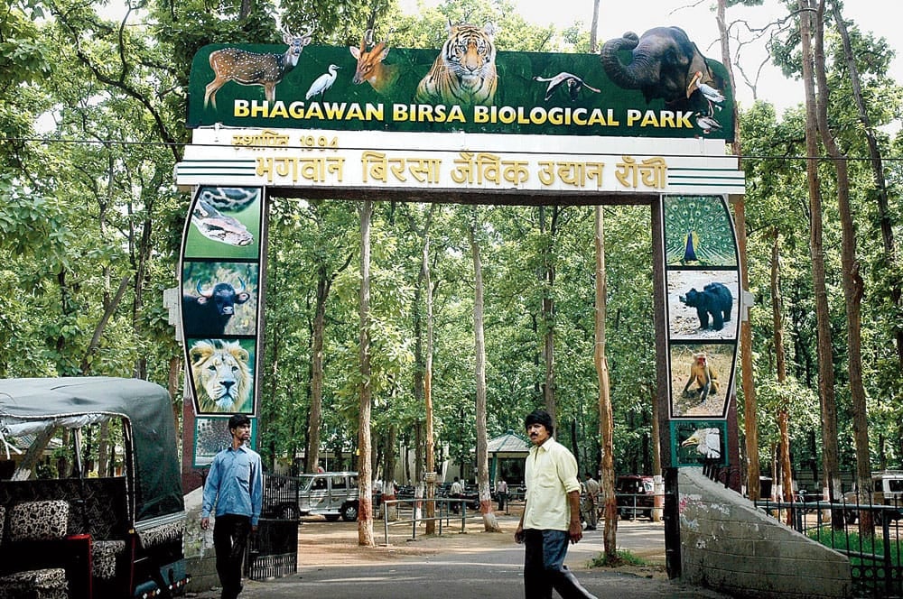 बड़ी खबर: रांची के बिरसा जू में चार ऑस्ट्रेलियन एमू और एक मगरमच्छ की मौत, बर्ड फ्लू की आशंका