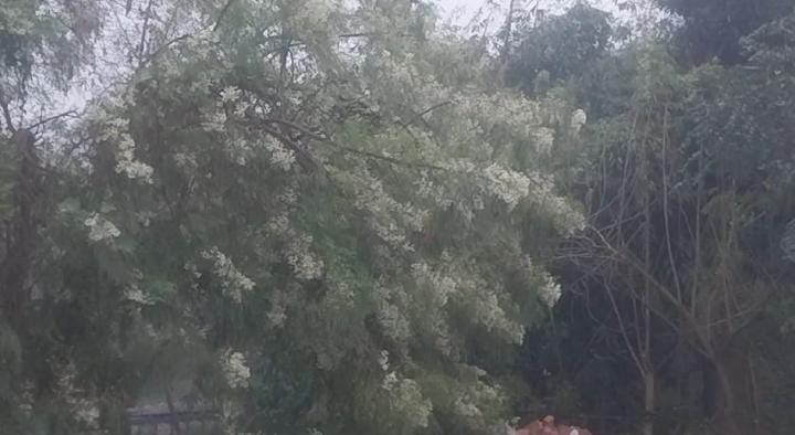 Bihar Weather Update: अचानक बदला बिहार के मौसम का मिजाज, इन जिलों में हो रही है झमाझम बारिश, IMD का अलर्ट जारी