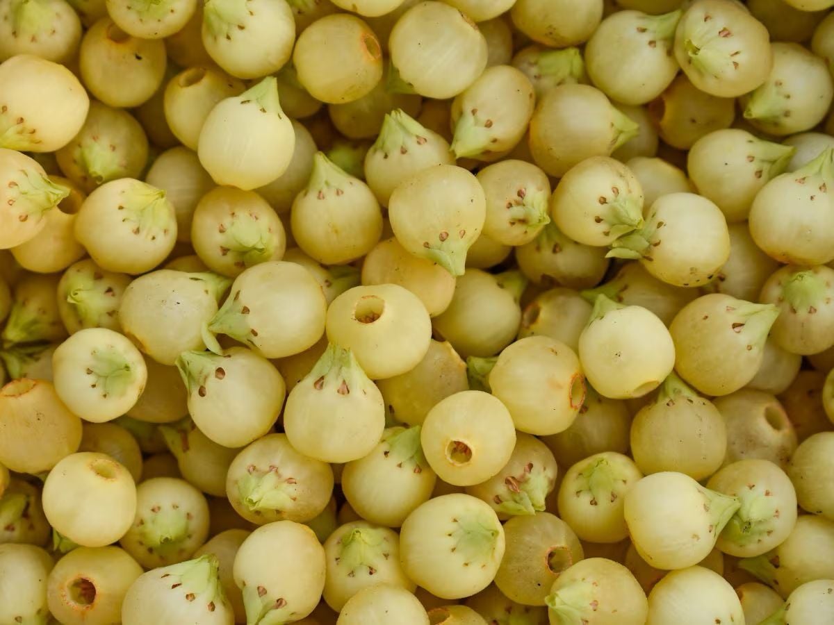 औषधीय गुणों  से भरपूर महुआ में छिपा है सेहत का खजाना, फायदे जान जाएंगे तो रोज करेंगे सेवन