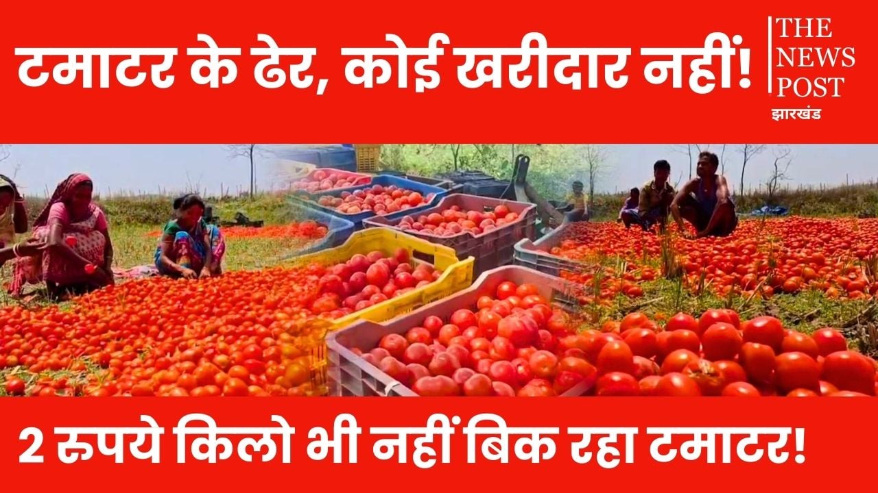 किसानों को नहीं मिल रहे टमाटर की लागत के भी पैसे, खेतों में ही छोड़ने को हुए मजबूर, अब कंपनी भी लौटा रही वापस