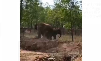 रामगढ़ के गोला में घुसा डेढ़ दर्जन हाथियों का झुंड, ग्रामीणों में दहशत का माहौल