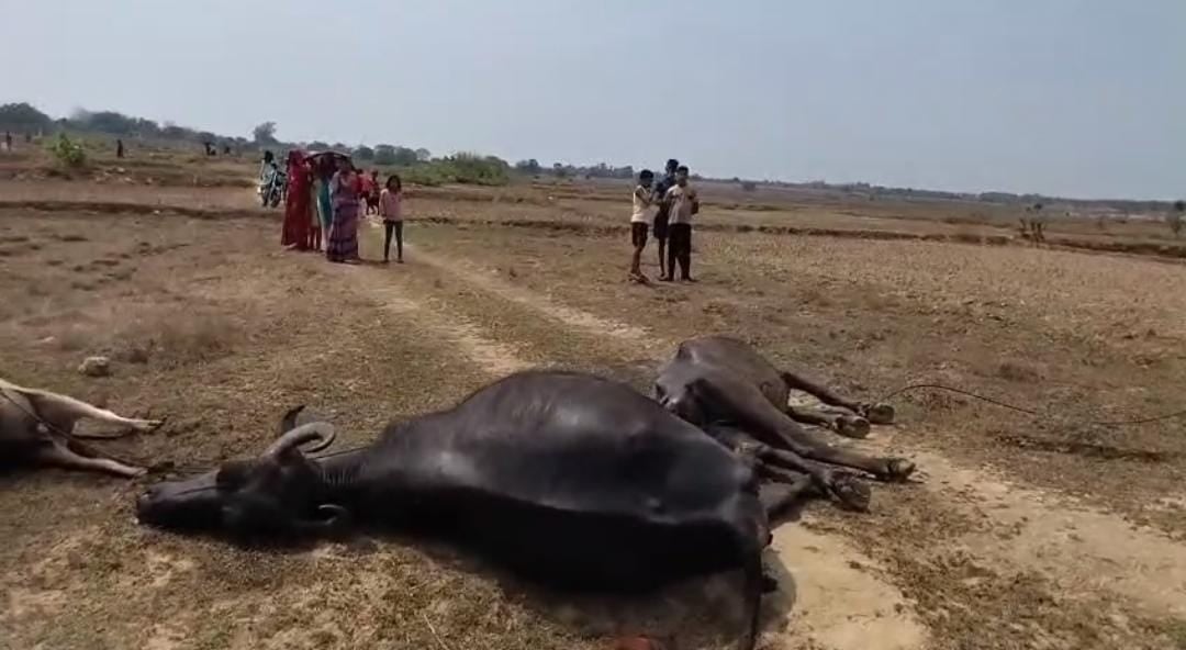 गिरिडीह में हाईटेंशन तार की चपेट में आने से  छह पशुओं की मौत, बिजली विभाग पर लापरवाही का आरोप