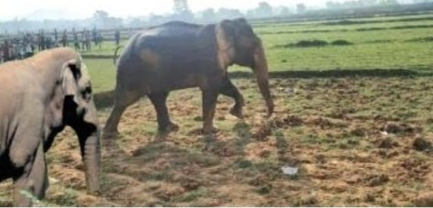 हजारीबाग और चतरा में हाथियों का आतंक, दो लोगों की ली जान, दहशत में ग्रामीण