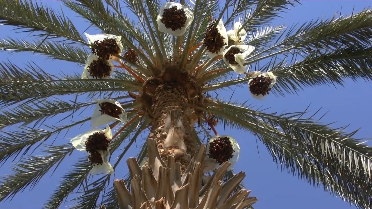 गुड़ की मिठास से मिल रहा रोजग़ार, बलियापुर का खजूर बना हॉट केक