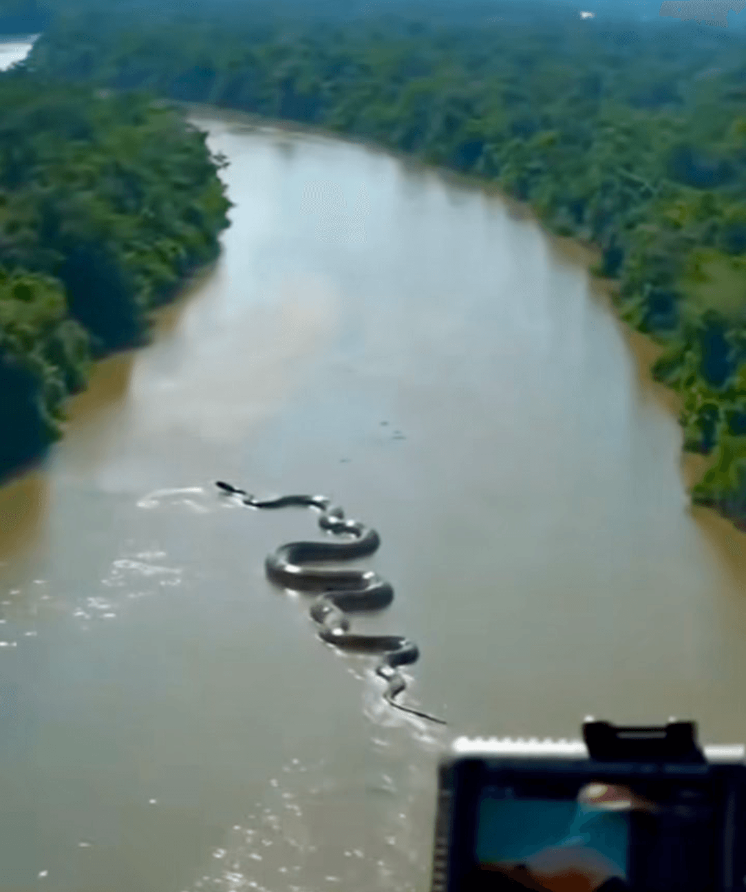 अमेज़न में तैरते दिखा विशाल एनाकोंडा, वायरल वीडियो देख लोग हैरान