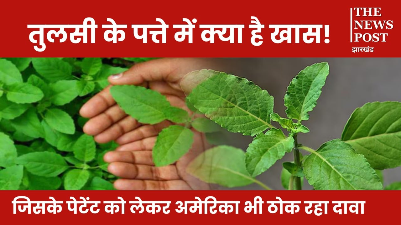 तुलसी के पत्ते में क्या है खास! जिसके पेटेंट को लेकर अमेरिका भी ठोक रहा दावा, इसके मेडिसिनल वैल्यू जान हैरान हो जाएंगे आप