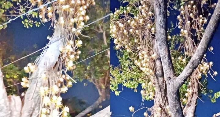 ऐसा पहली बार हुआ है...पीपल के पेड़ पर खिले गुलाब से खूबसूरत हजारों फूल, अजूबे मंजर को निहारते रह गये लोग