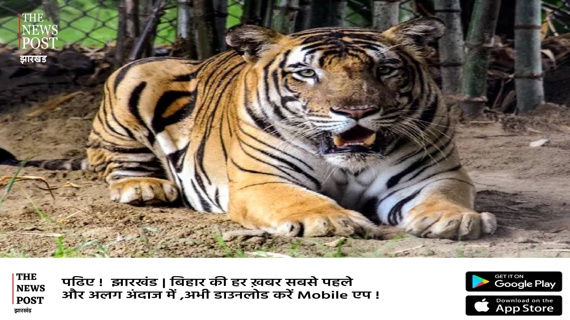 BIG BREAKING:झारखंड में पकड़ा गया बाघ, 25 साल के इतिहास में यहां के लोगों ने नंगी आँखों से देखा टाइगर