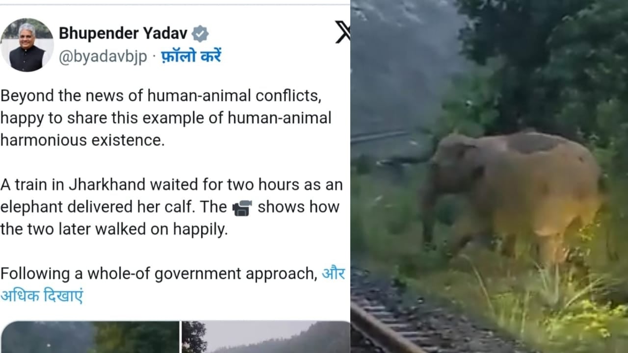 झारखंड: प्रसव पीड़ा से परेशान हथिनी के लिए जब घंटों रोक दी गई ट्रेन,करुणा का उदाहरण पेश करने वालों की पूरे देश में क्यों हो रही सराहना