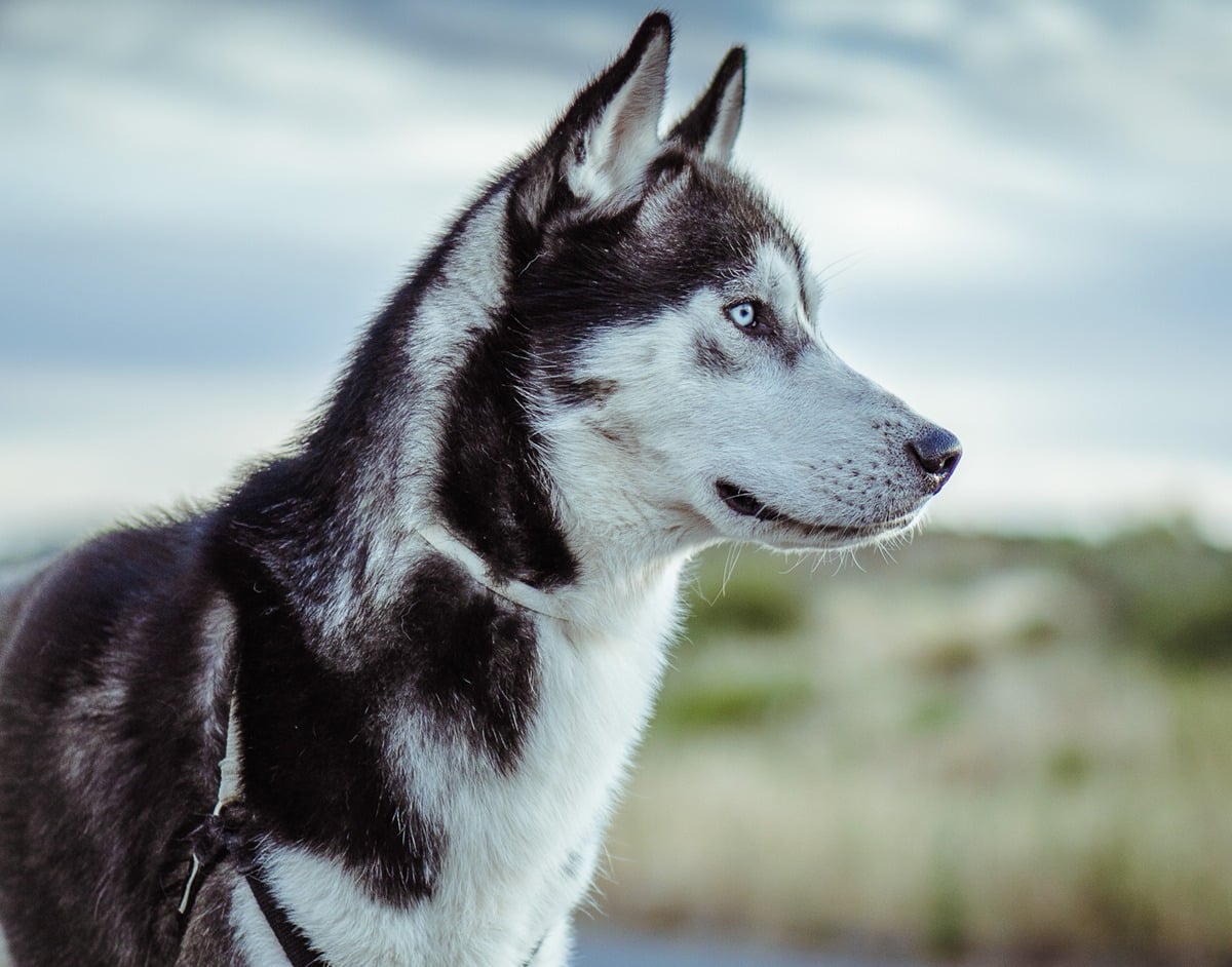 बिहार का यह साइबेरियन हस्की डॉग हंगामा खड़ा करता, उसके पहले ही कैसे पहुंच गया मालिक के घर,पढ़िए