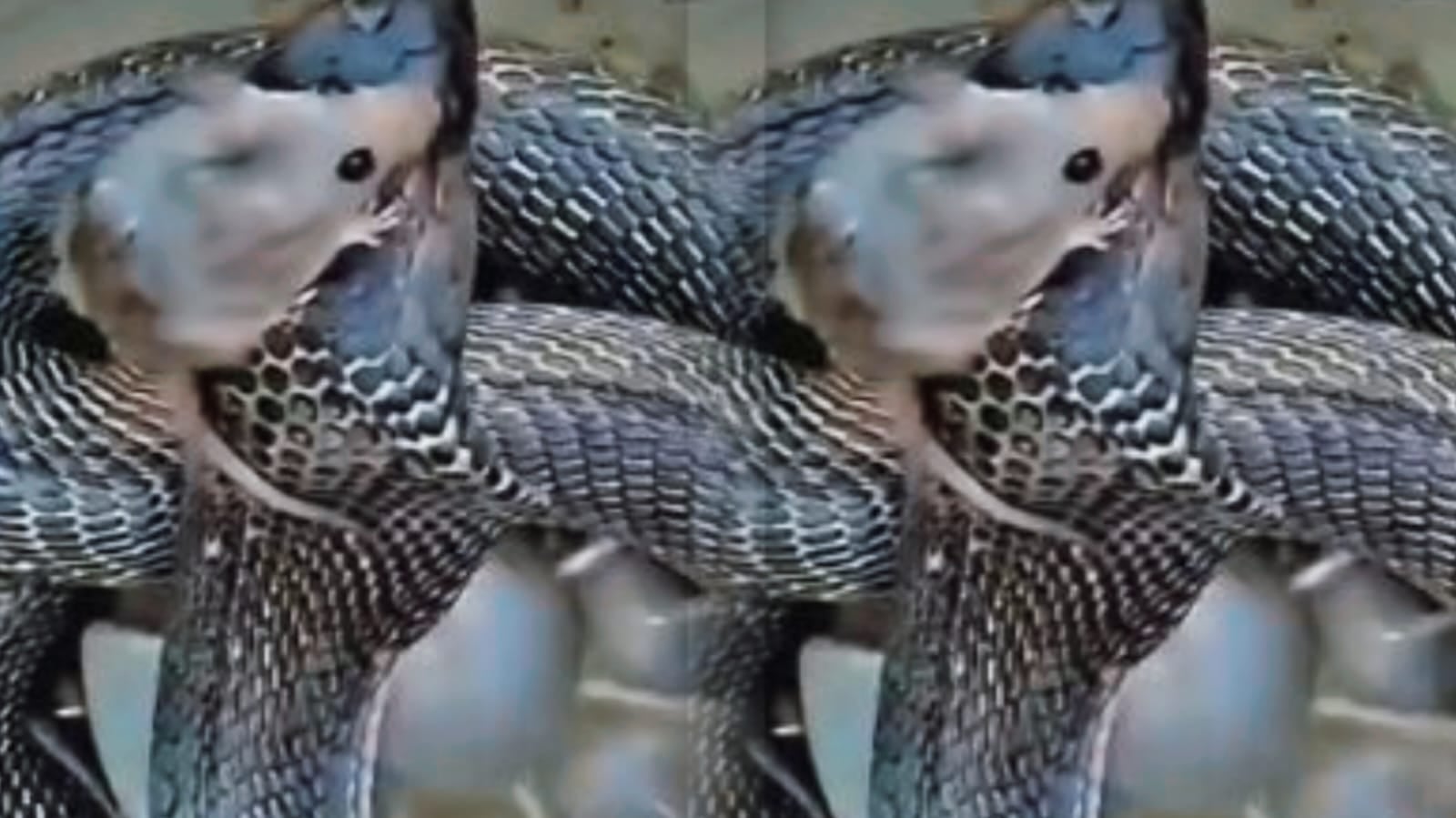 जान आफत में देख चूहें ने कोबरा के फन पर बैठ कर की ऐसी सवारी की नर्वस हो गया नाग! आप भी देखिए वीडियो