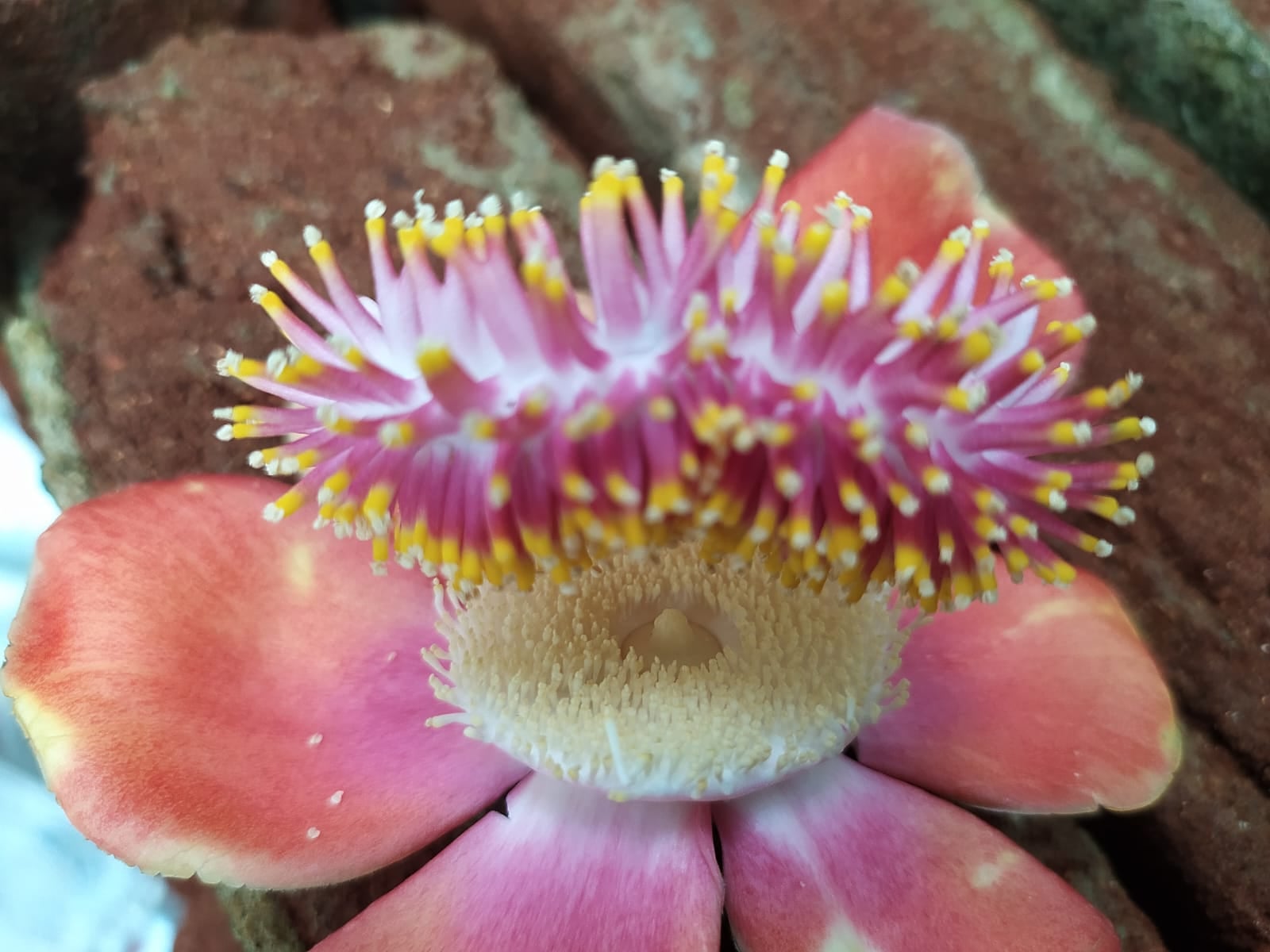 एक ऐसा फूल जो देवाधिदेव महादेव को है अति प्रिय, खिलता है सावन के महीने में