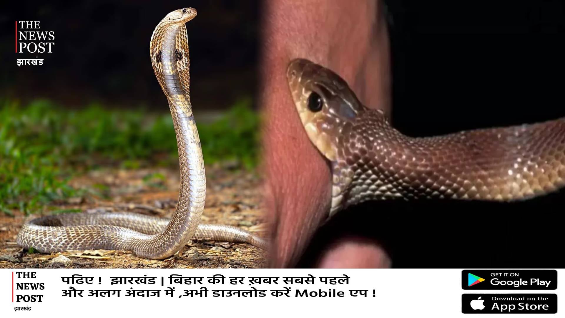 बढ़ रहे सर्पदंश के मामले, रांची में 80 लोग हुए शिकार!जानिए सांप काटने पर तुरंत क्या करें,क्या कहते हैं डॉक्टर