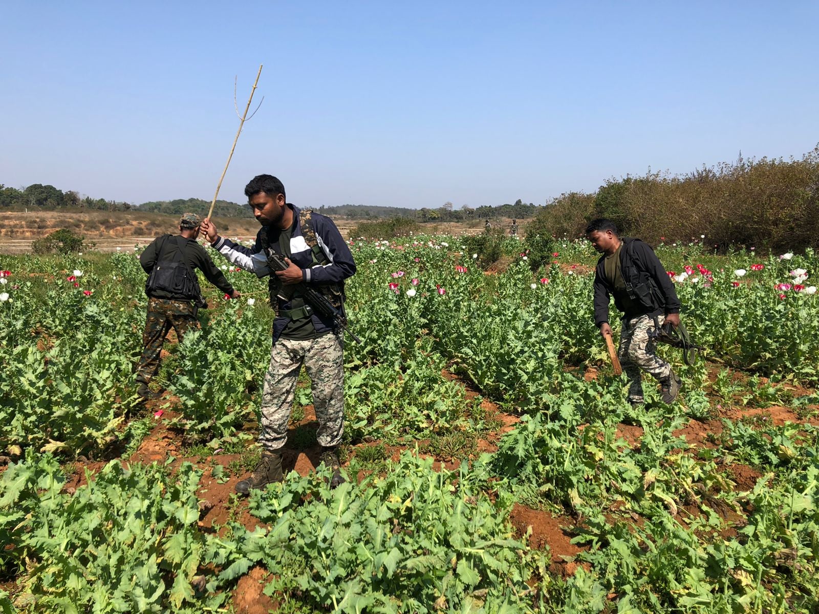 नक्सल क्षेत्र में तीन एकड़ में अफीम की खेती को पुलिस ने किया नष्ट,प्राथमिकी दर्ज