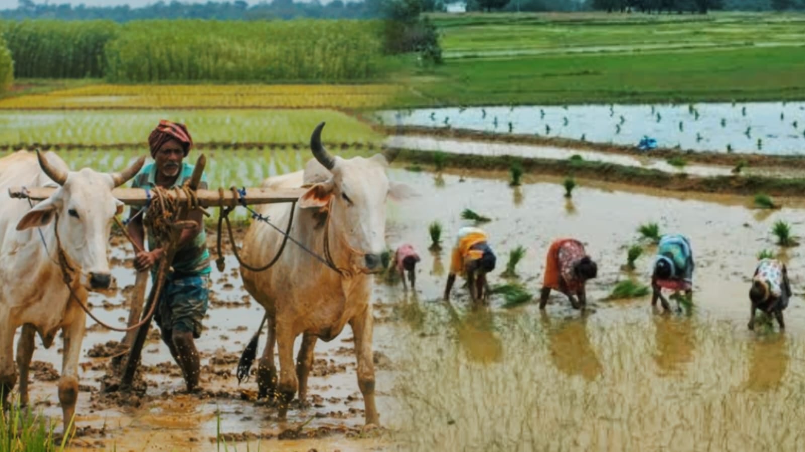 झारखंड में फिर बरसेगा आसमानी कहर! इस दिन तक होगी भारी बारिश, किसान जरूर जानें ये टिप्स, फ़सलों को नहीं होगा कोई नुकसान