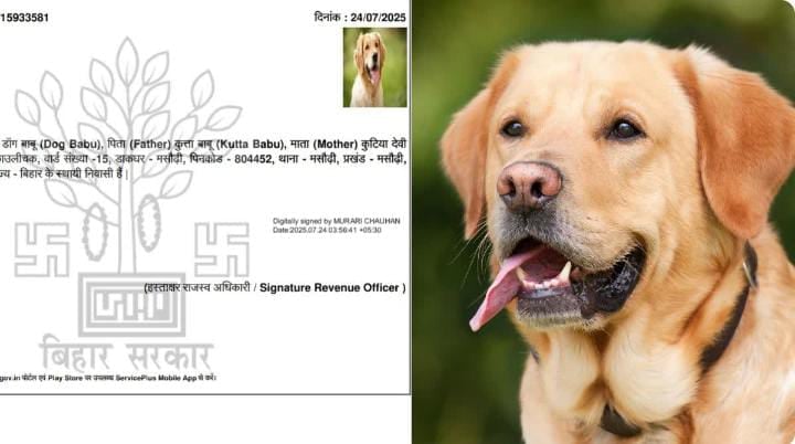 "डॉग बाबू" मामले मे दो अधिकारियों पर गिरी गाज, शिकायत के बाद राजस्व पदाधिकारी और IT सहायक बर्खास्त