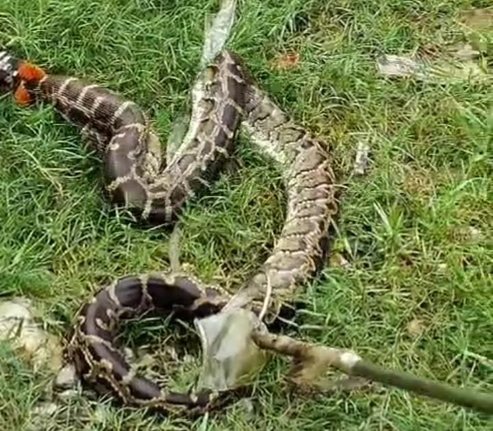 पटना के इस इलाक़े में अचानक विशालकाय अजगर को देख सहमे लोग, पढे फिर क्या हुआ
