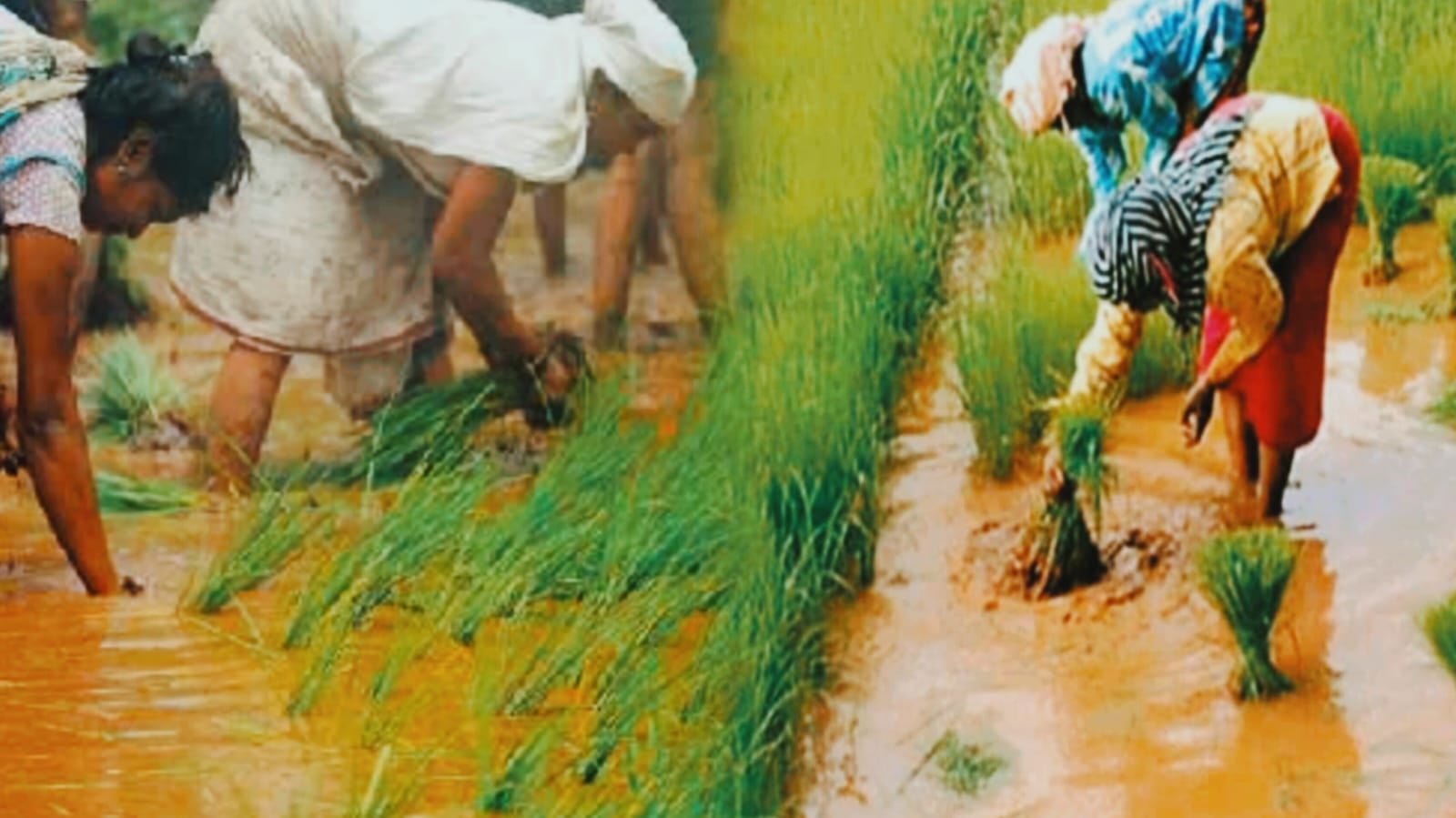 झारखंड में फिर करवट लेगा मौसम, अगले 5 दिनों तक होगी झमाझम बारिश, किसान अभी करें ये काम नहीं तो चौपट हो जाएंगी फसलें