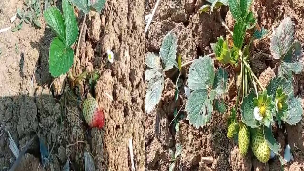 बंजर जमीन पर खिल रहे चटक लाल स्ट्राबेरी के फल, बुलंद हौसले से आत्मनिभर हो रहीं देवघर की महिलाएं