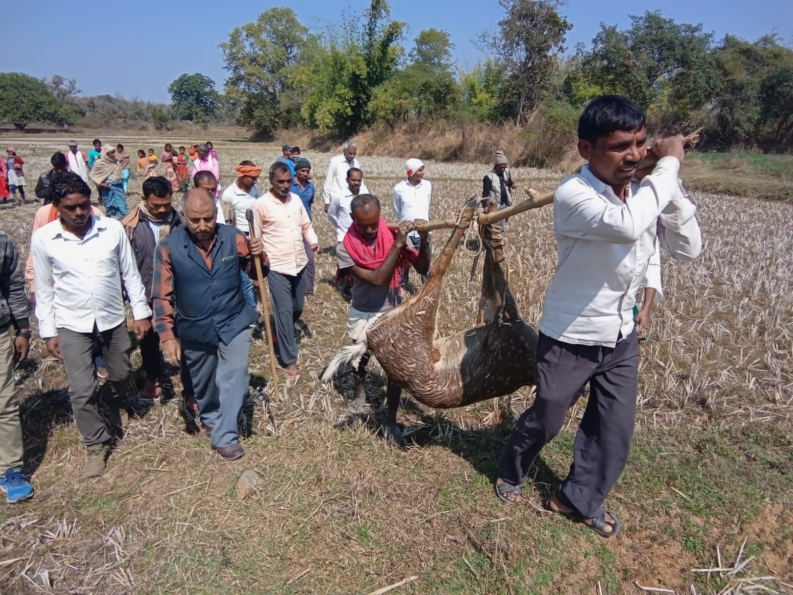 शिकारी के जाल में फंसने से हिरण की हुई मौत, वन विभाग ने आरोपी शिकारी को भेजा जेल