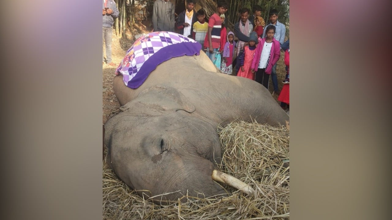 हाथियों से फसलों की सुरक्षा के लिए बिजली तार से खेतों को घेर रहे ग्रामीण, वन विभाग ने जतायी चिंता