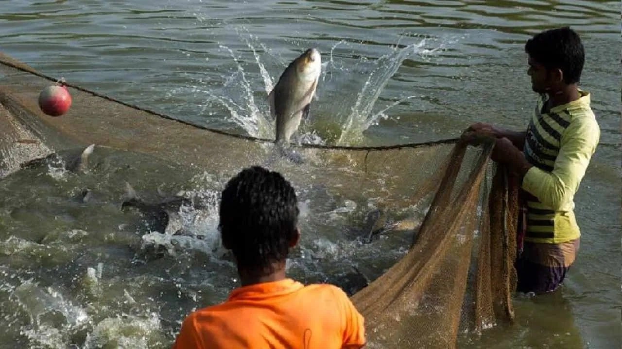 बिहार सरकार की नई पहल: फिश फीड मिलों को मिलेगी बिजली बिल पर सब्सिडी, मछली उत्पादन को मिलेगा बढ़ावा